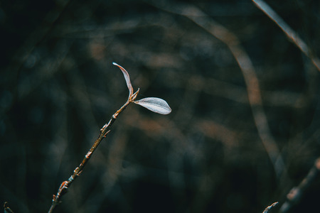 Close-up of a branch of buxus sempervirens isolated in the wildの写真素材