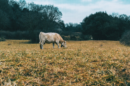 Landscape of a field with a cow grazing on a cloudy dayの写真素材