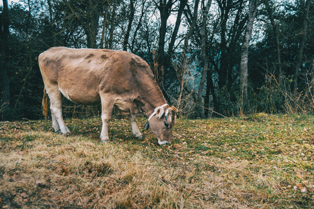 Close-up of a cow eating in the meadow on a cloudy dayの写真素材