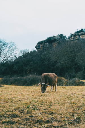 Close-up of a cow eating in the meadow on a cloudy dayの写真素材