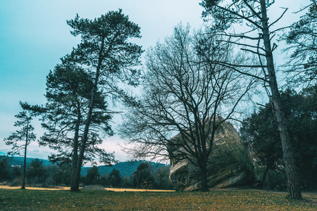 Stone with a large stone and a tree without leaves on a cloudy winter dayの写真素材