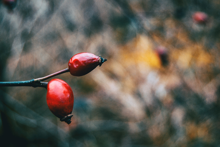 Close-up of two red berries in natureの写真素材