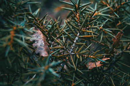Abstract forms made with the leaves of a bush in the natureの写真素材