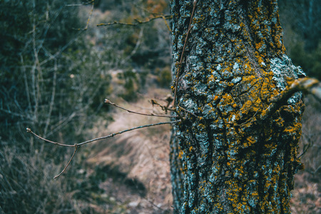 Close-up of the bark of a trunk with a path in the backgroundの写真素材