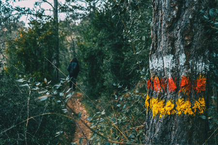 Close-up of the trunk bark of a tree with paint signaling a hiking trailの写真素材