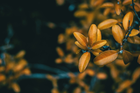 Yellow leaves of buxus sempervirens in the natureの写真素材