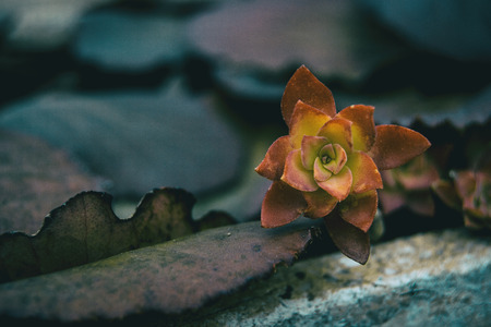 Leaves that look like succulent plants flowers red and yellow in natureの写真素材