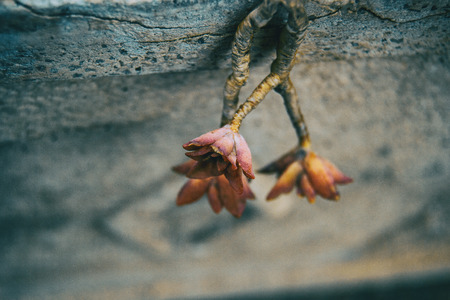 Leaves that look like succulent plants flowers red and yellow in natureの写真素材