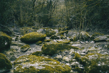 Large stone path with green moss in the middle of the forest in natureの写真素材