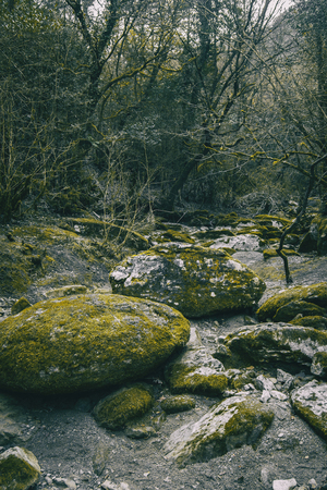 Large stone path with green moss in the middle of the forest in natureの写真素材
