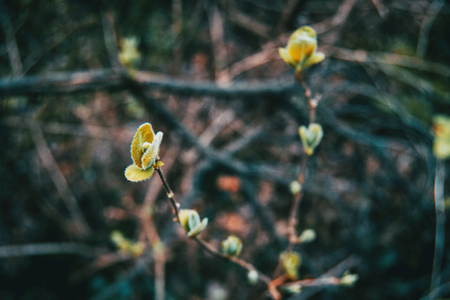 Close-up of two branches of bush with leaves growing in natureの写真素材