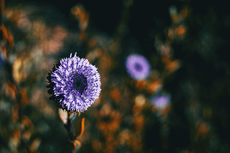 Close-up of a lilac flower of globularia alypum with sunset light in natureの写真素材