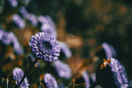 Close-up of a lilac flower of globularia alypum with sunset light in natureの写真素材