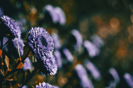 Close-up of a lilac flower of globularia alypum with sunset light in natureの写真素材