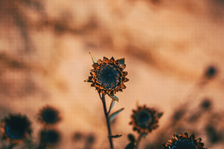 Close-up of a dried flower of globularia alypum in natureの写真素材