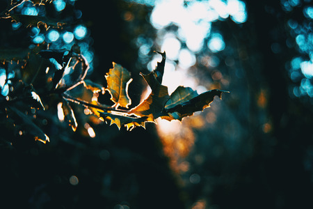 Leaves in the dark of a forest illuminated by a ray of sun in natureの写真素材