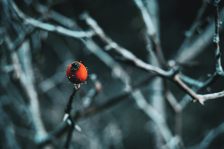 Close-up of a red and round fruit in a winter and snow environmentClose-up of a red and round fruit of rosa canina in a winter and snow environmentの写真素材