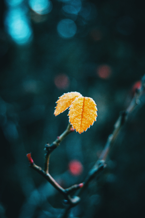 Close-up of some isolated yellow leaves of rosa rubiginosa with a blurred background of natureの写真素材