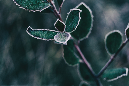 Close-up of frozen leaves and snow of cistus salviifoliusの写真素材