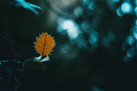 Closeup of isolated orange leaf of quercus ilex with a dark background with bokehの写真素材