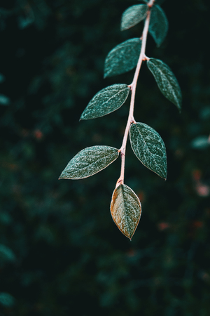 Close-up of a branch of cotoneaster franchetii with opposite and pretty leavesの写真素材