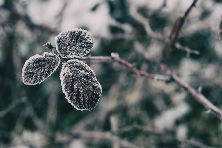 Close-up of snowy leaves of rosa rubiginosa in winterの写真素材