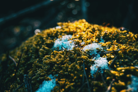 Close-up of moss with snow in winter on the mountainの写真素材