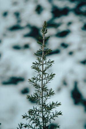 Isolated branch with a white snow background in natureの写真素材