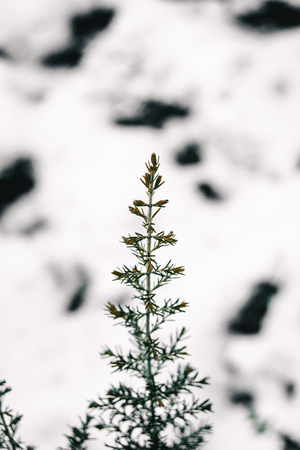 Isolated branch with a white snow background in natureの写真素材