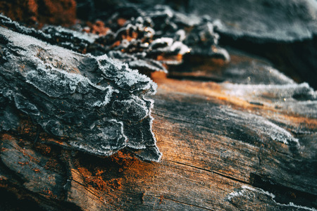 Pieces of tree wood bark covered by a thin layer of snow in sunlightの写真素材