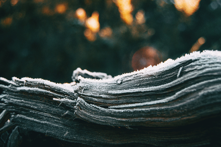 Pieces of tree wood bark covered by a thin layer of snow in sunlightの写真素材