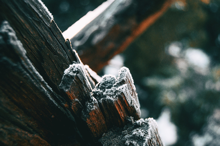 Pieces of tree wood bark covered by a thin layer of snow in sunlightの写真素材