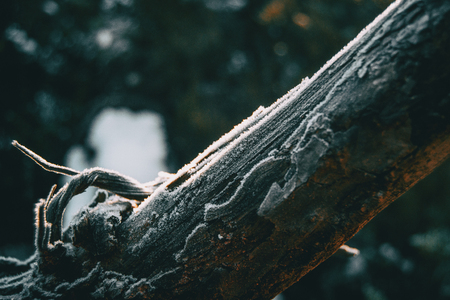 Pieces of tree wood bark covered by a thin layer of snow in sunlightの写真素材