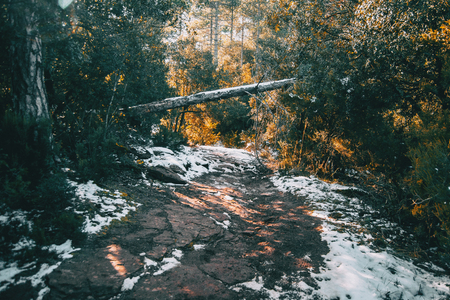 dirt path in the mountain with a fallen tree in the middle of the passの写真素材