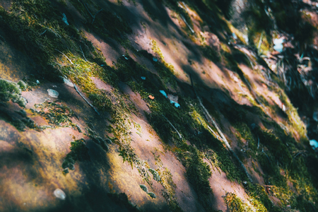 Moss covered by some pieces of snow in natureの写真素材