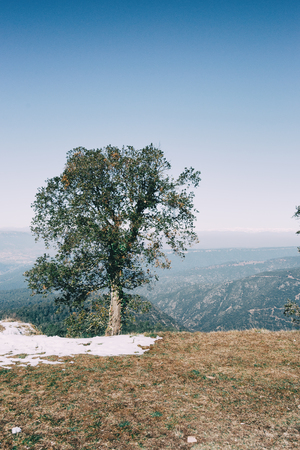 Landscape of an isolated tree with a little snow and the background unfocused pyreneesの写真素材