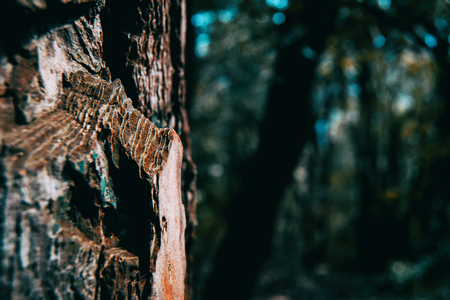 Close-up of pine bark in natureの写真素材