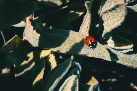 A small red ladybug on top of some leaves in natureの写真素材