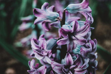 Close-up of an inflorescence of blue and lilac flowers of a hyacinthus orientalisの写真素材