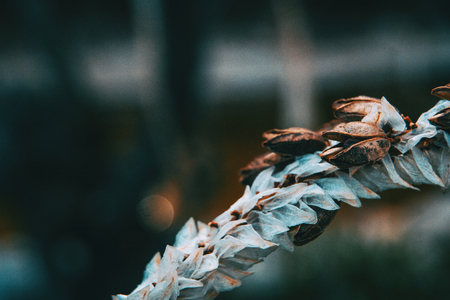 Details a white and dry flower with fruitsの写真素材
