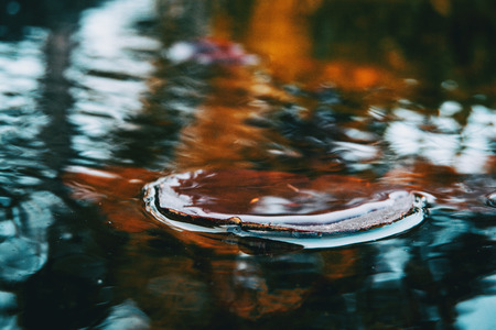 Close-up of a red leaf of an aquatic plant in a lake on top of the waterの写真素材
