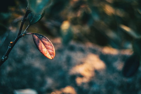 Close-up of cotoneaster franchetii leaves on black bokeh