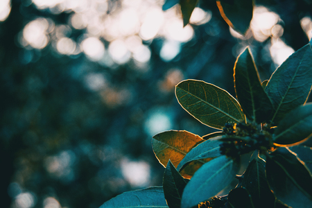 Green leaves of ligustrum lucidum in natureの写真素材