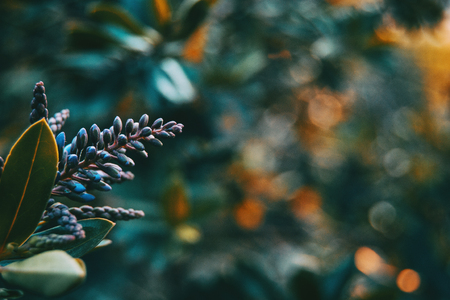 Round fruits with defocused background in the mountainの写真素材