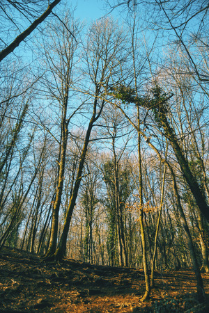 A grove in an autumnal forest illuminated by the afternoon sunの写真素材