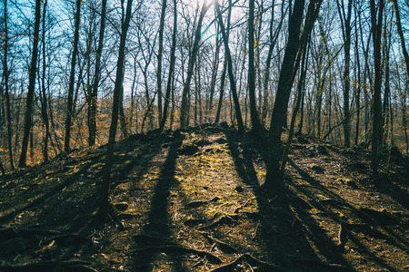 Trees casting their shadow on the ground of an autumn forestの写真素材