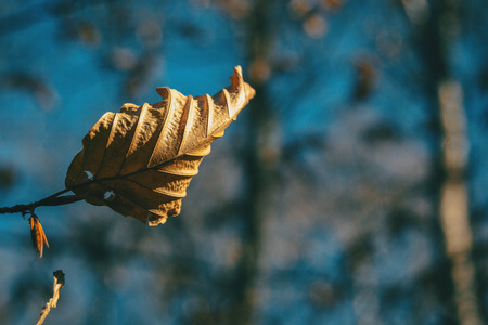 Close-up of a dried autumnal leaf hanging on a branchの写真素材