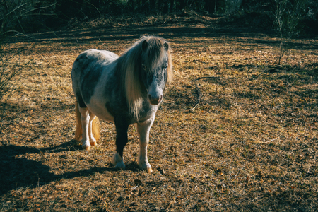 A pony in the forest looking at cameraの写真素材