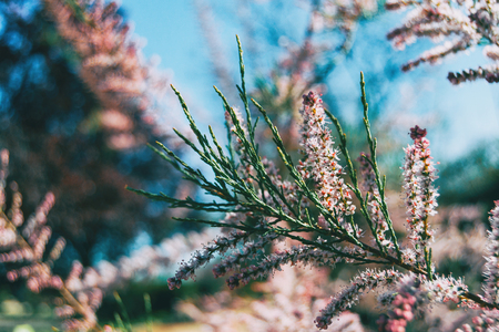 Close-up of some pink flowers of tamarix chinensis on a branchの写真素材