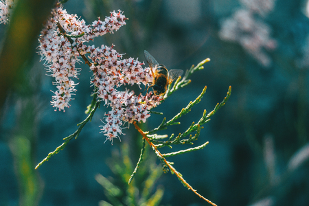 Close-up of a bee pollinating tamarix chinensis flowers in the wildの写真素材